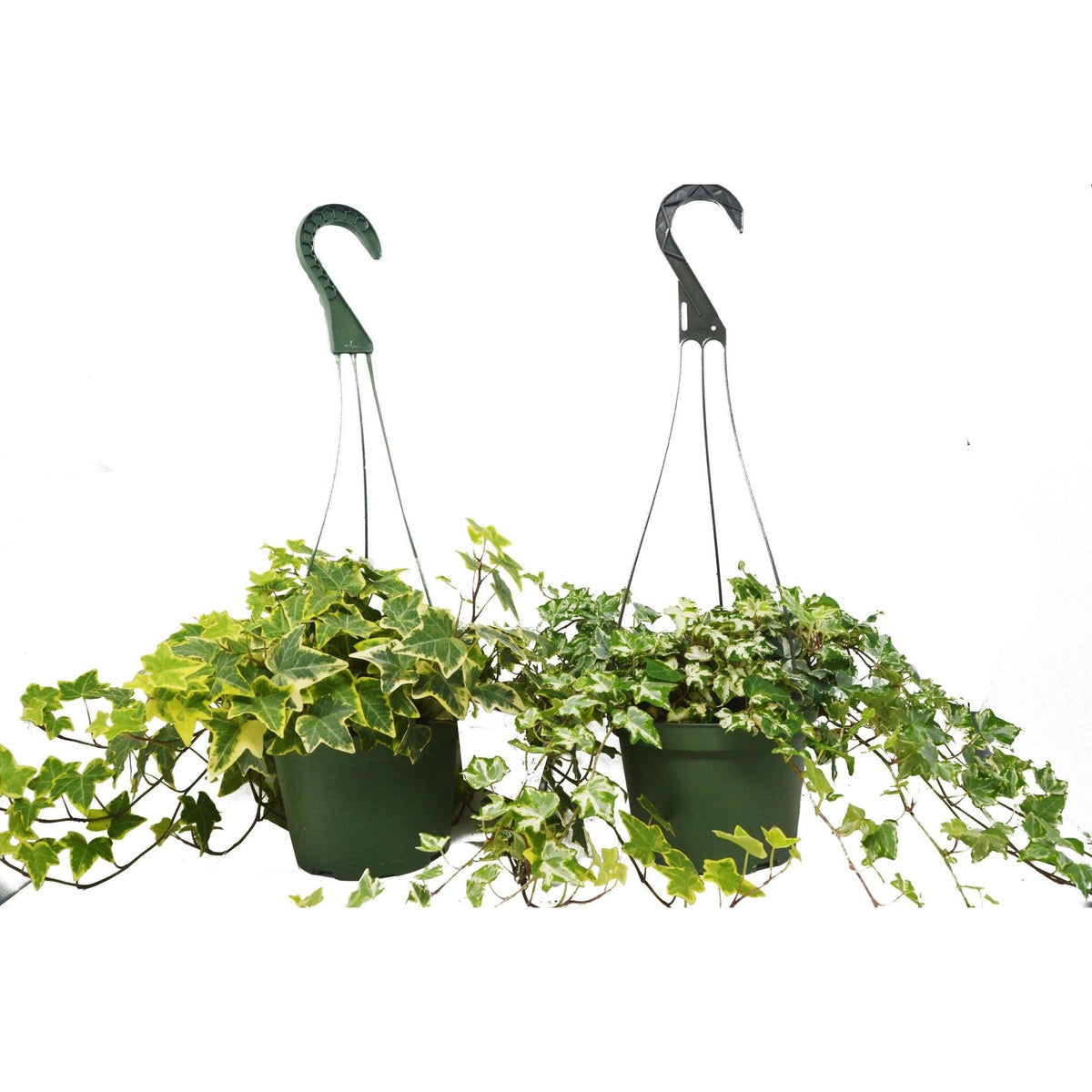 2 English Ivy Variety Pack - FREE Care Guide - 6" Hanging Pot - Garden Gets