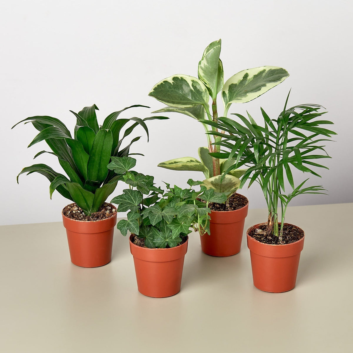3" Tropical Plant Variety Bundle - Garden Gets