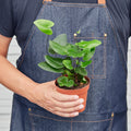 Fern 'Heart' - Garden Gets