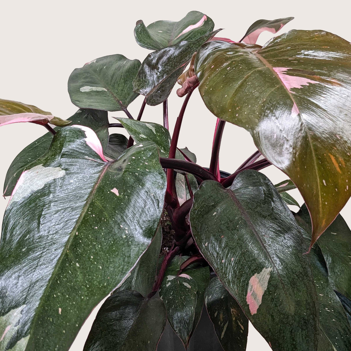 Philodendron 'Pink Princess' - Garden Gets