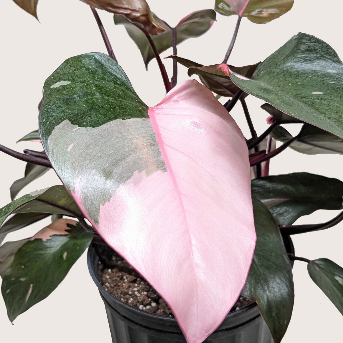 Philodendron 'Pink Princess' - Garden Gets