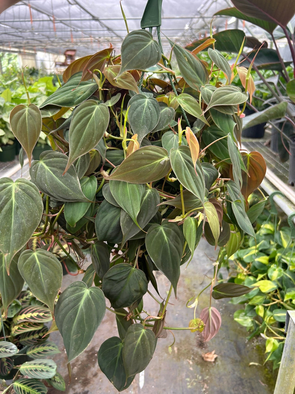 Philodendron 'Velvet' - Garden Gets