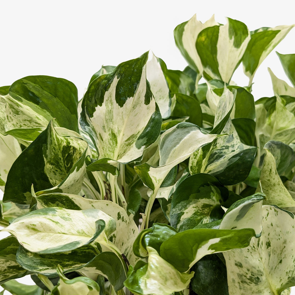 Pothos 'Manjula' - Garden Gets