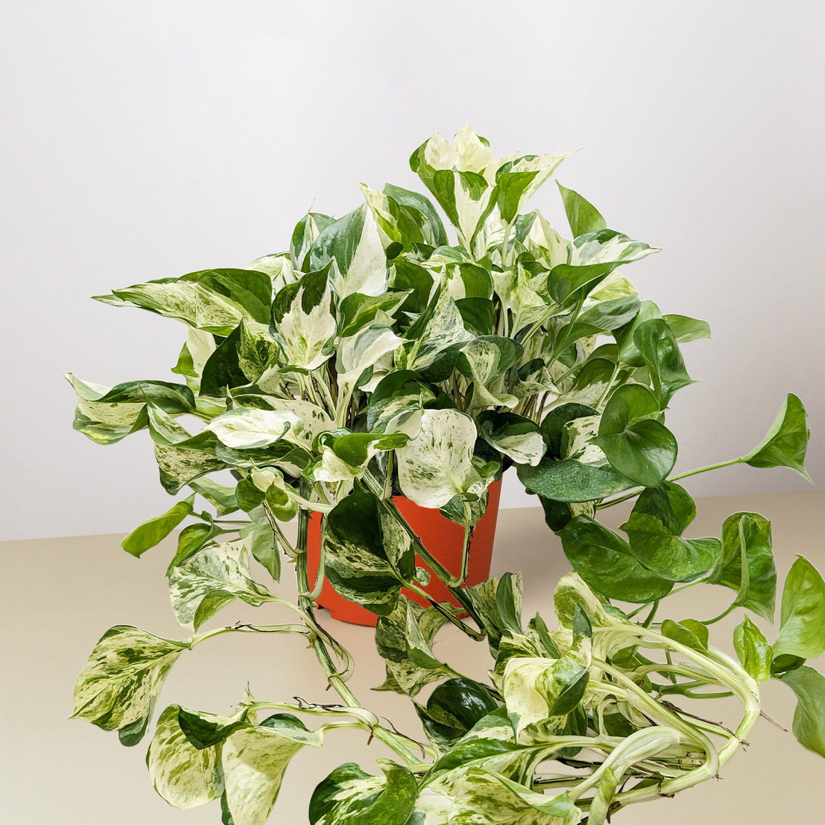 Pothos 'Manjula' - Garden Gets