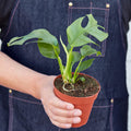 Philodendron Mini Monstera Minima - Garden Gets