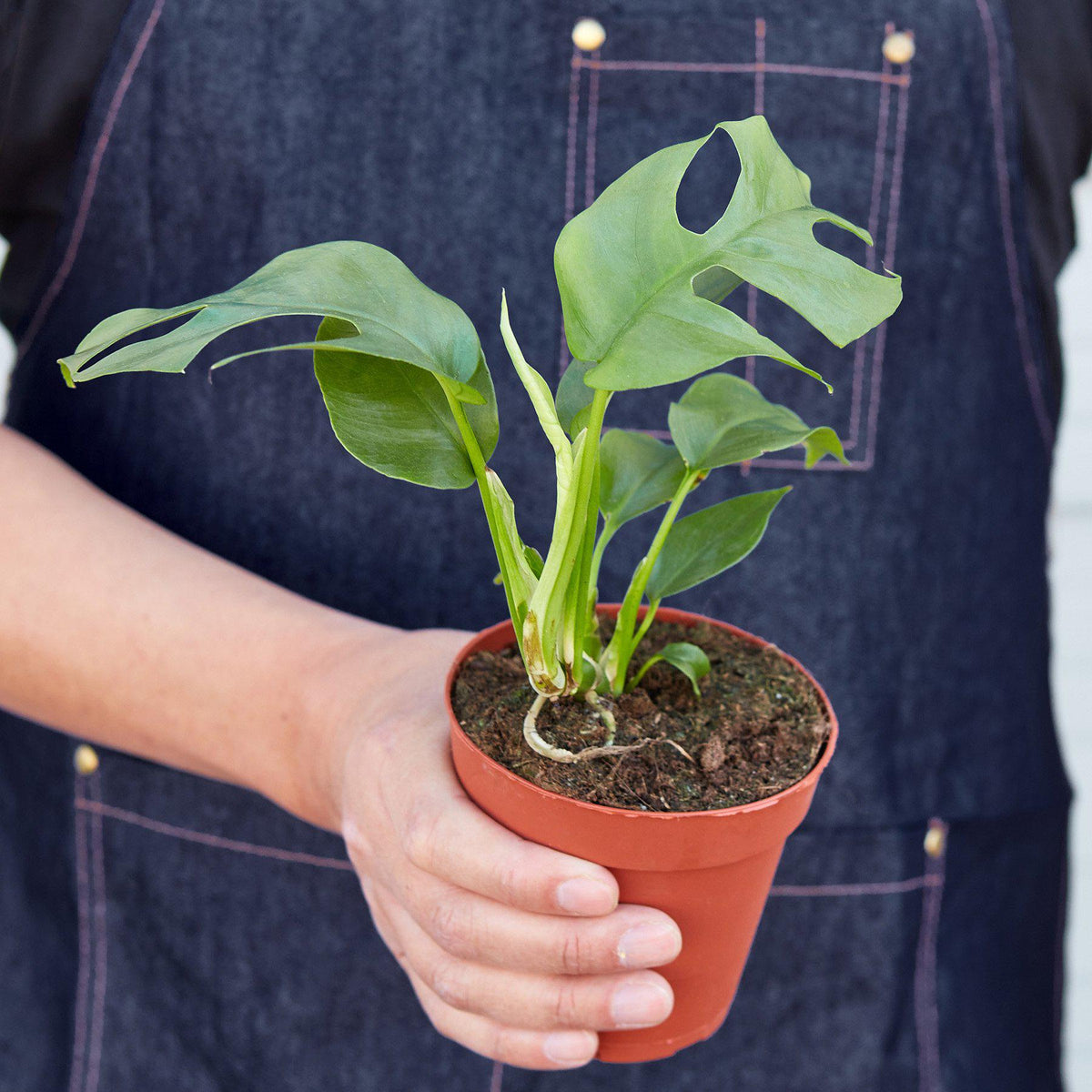 Philodendron Mini Monstera Minima - Garden Gets