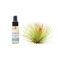 Adreana Air Plant w/ Fertilizer - Garden Gets