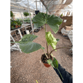 Alocasia macrorrhizos 'Stingray' - Garden Gets