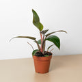 Philodendron 'Birkin Pink' - Garden Gets