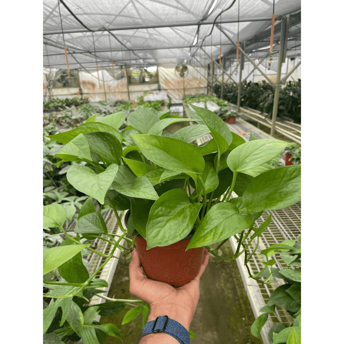 Pothos 'Green Queen' - Garden Gets