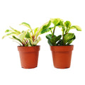 2 Peperomia Plants Variety Pack in 4" Pots - Baby Rubber Plants - Garden Gets