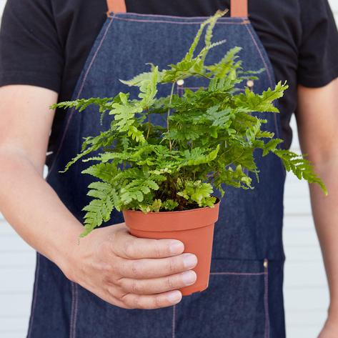 Autumn Fern - Garden Gets