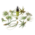 12 Tillandsia Air Plant Variety Pack with Spray Bottle - Garden Gets