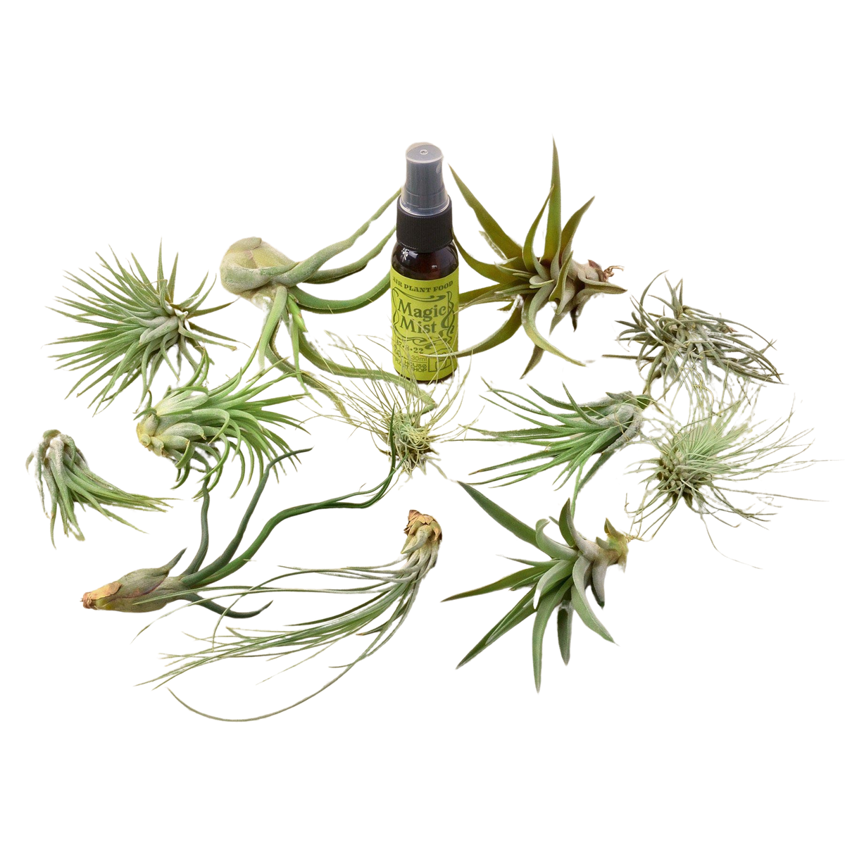12 Tillandsia Air Plant Variety Pack with Spray Bottle - Garden Gets