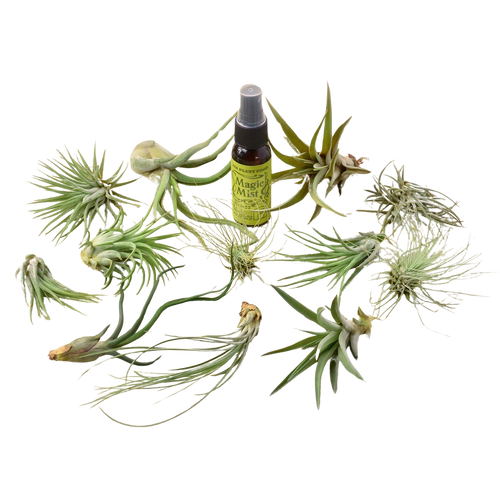 12 Tillandsia Air Plant Variety Pack with Spray Bottle - Garden Gets