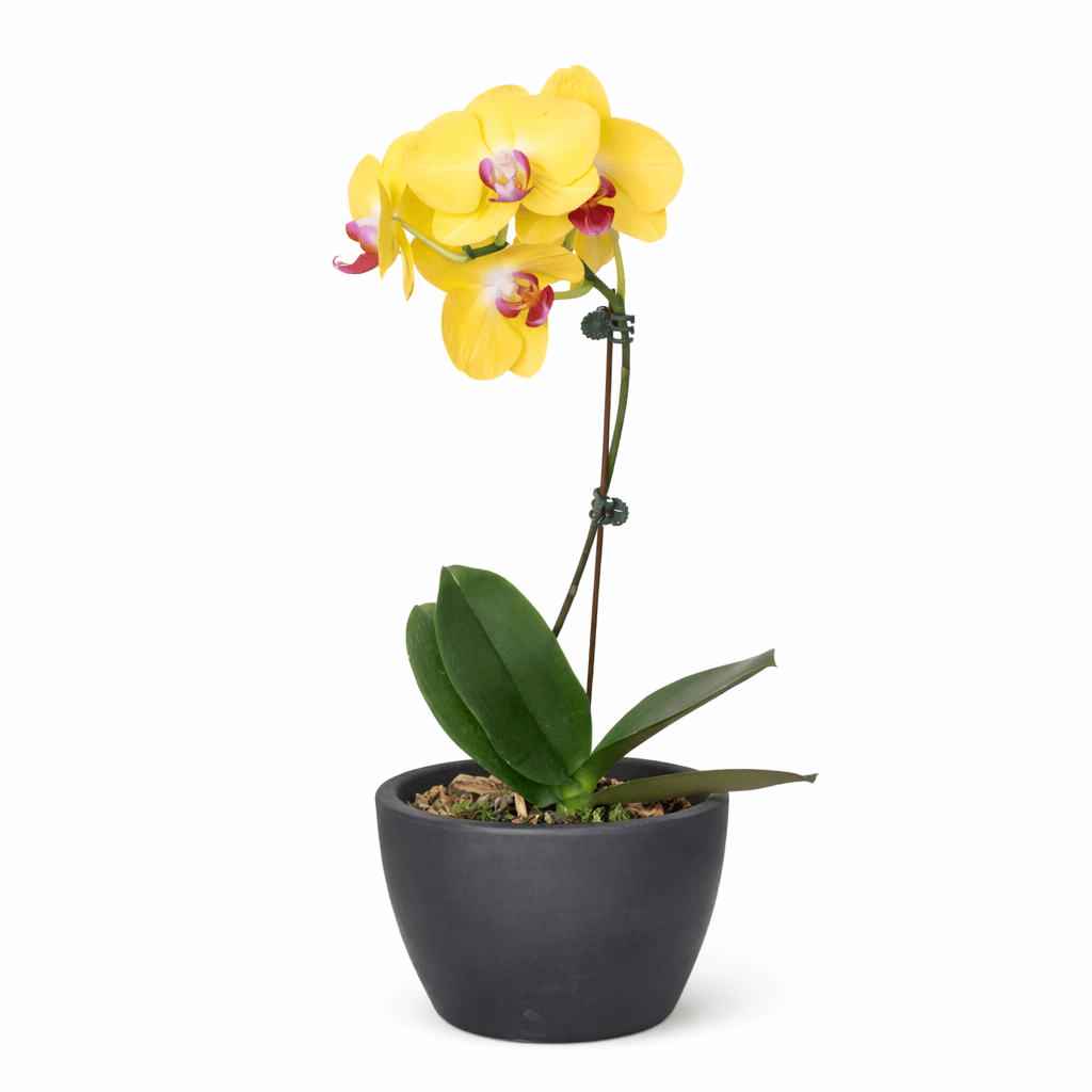 Orchid 'Yellow Phalaenopsis' - Garden Gets