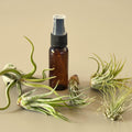 5 Pack Air Plant Variety Pack with Spray Bottle - Garden Gets