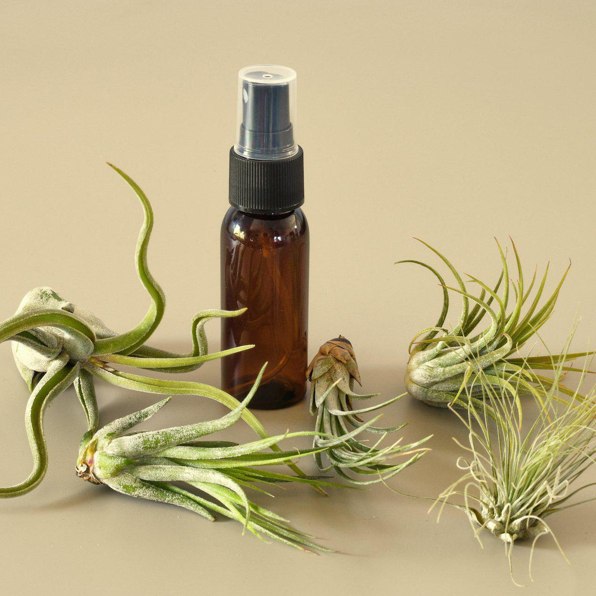 5 Pack Air Plant Variety Pack with Spray Bottle - Garden Gets