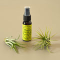 2 Tillandsia Air Plant Pack with Fertilizer Spray - Garden Gets