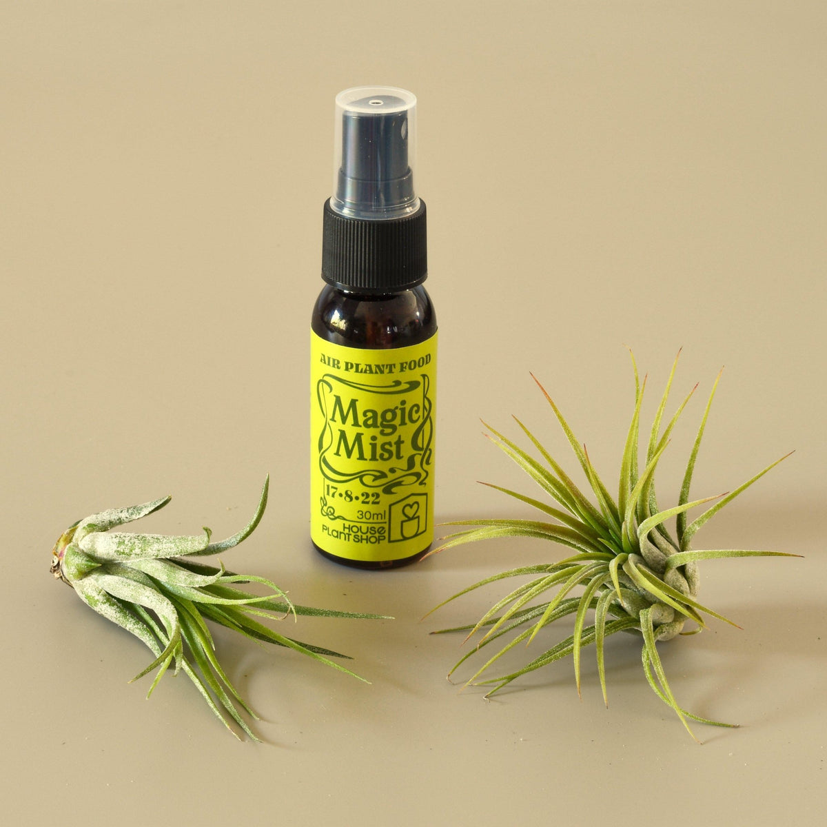 2 Tillandsia Air Plant Pack with Fertilizer Spray - Garden Gets
