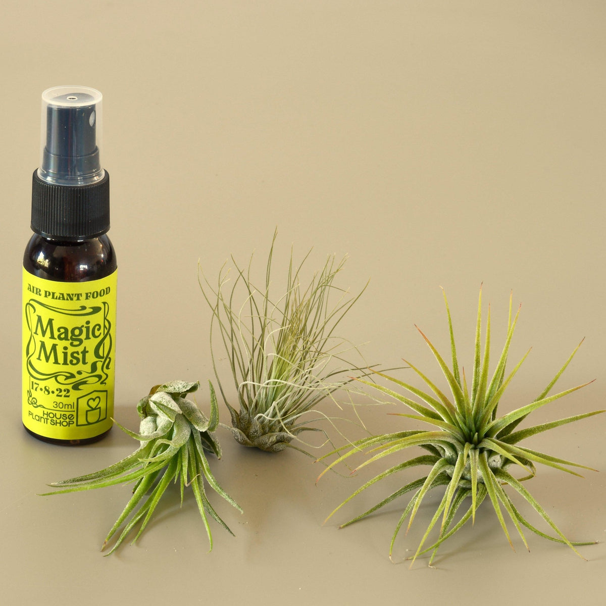 3 Small Tillandsia Air Plant Pack with Fertilizer Spray - Garden Gets
