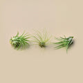 3 Small Tillandsia Air Plant Pack - Garden Gets