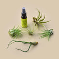 5 Tillandsia Air Plant Pack with Fertilizer Spray - Garden Gets