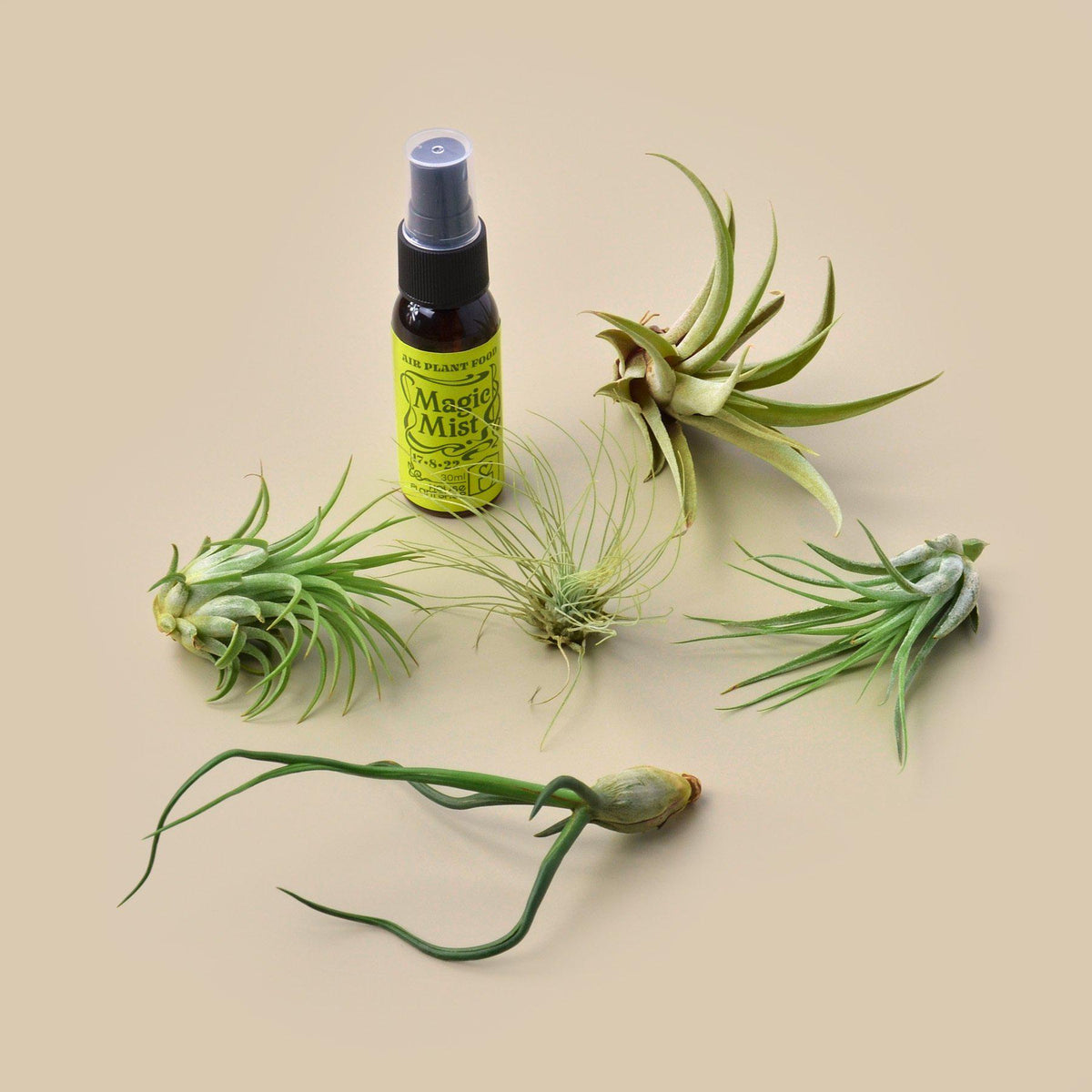 5 Tillandsia Air Plant Pack with Fertilizer Spray - Garden Gets