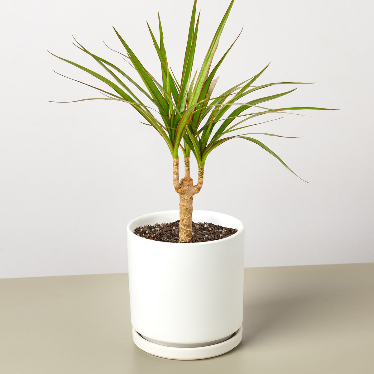 Dracaena 'Marginata Cane' - Garden Gets