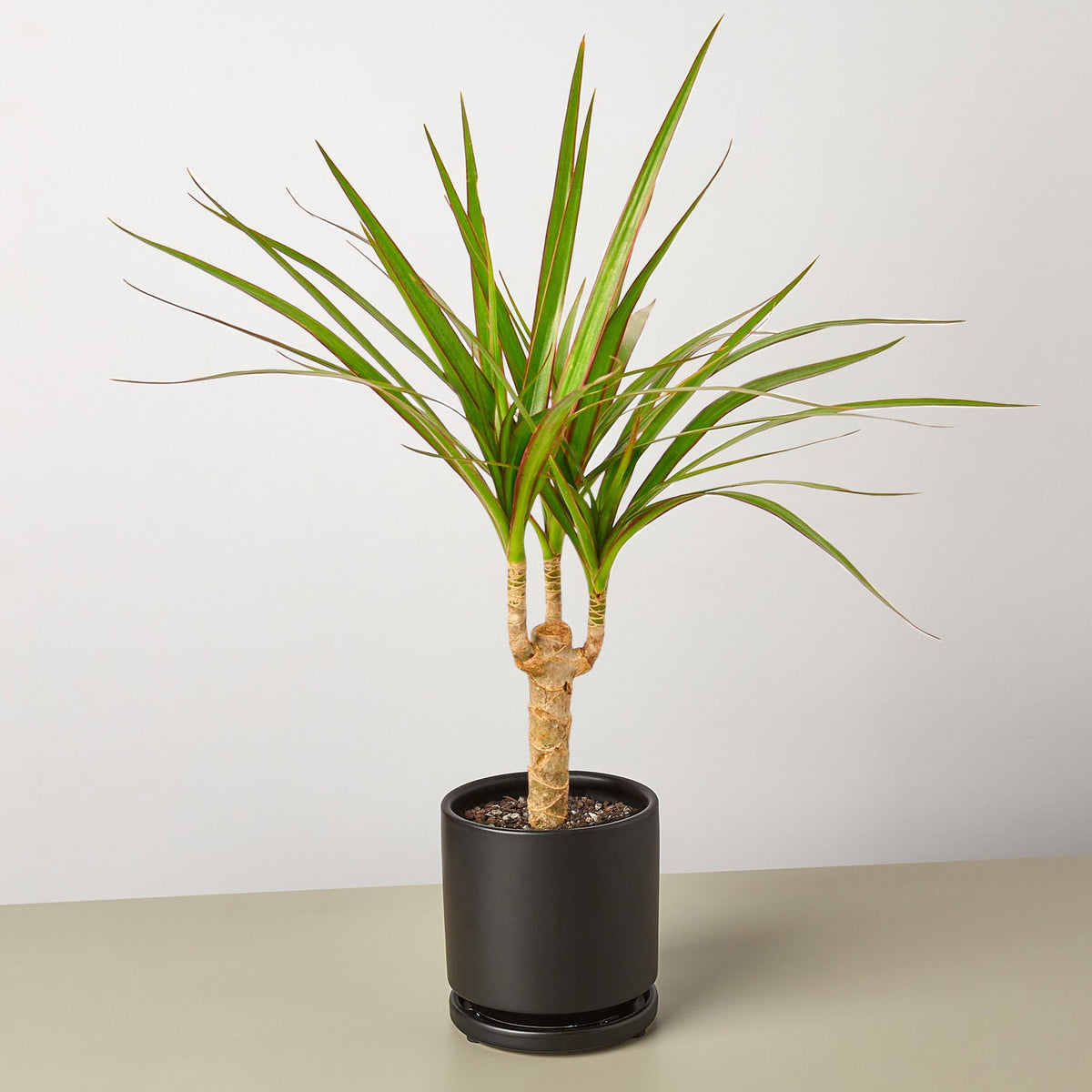Dracaena 'Marginata Cane' - Garden Gets