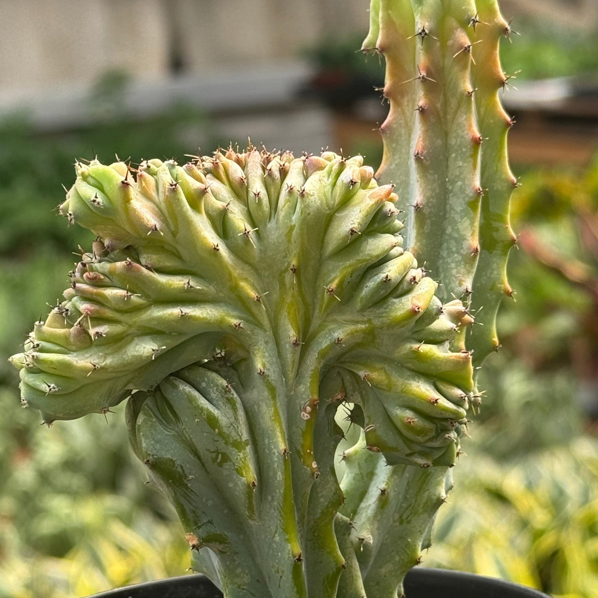Succulent Euphorbia Lactea 'Mermaid Tail' - Garden Gets