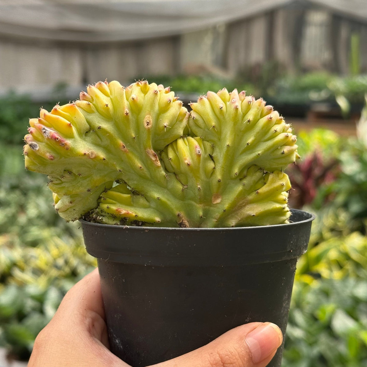 Succulent Euphorbia Lactea 'Mermaid Tail' - Garden Gets