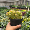 Succulent Euphorbia Lactea 'Mermaid Tail' - Garden Gets