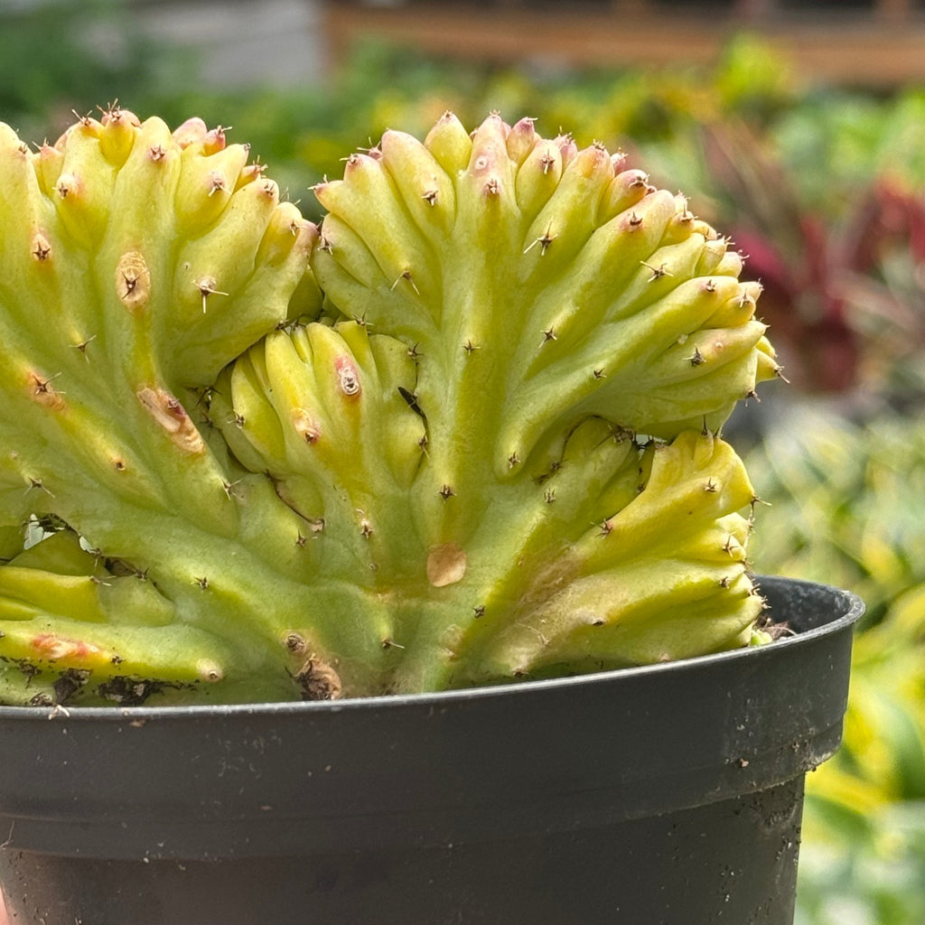 Succulent Euphorbia Lactea 'Mermaid Tail' - Garden Gets