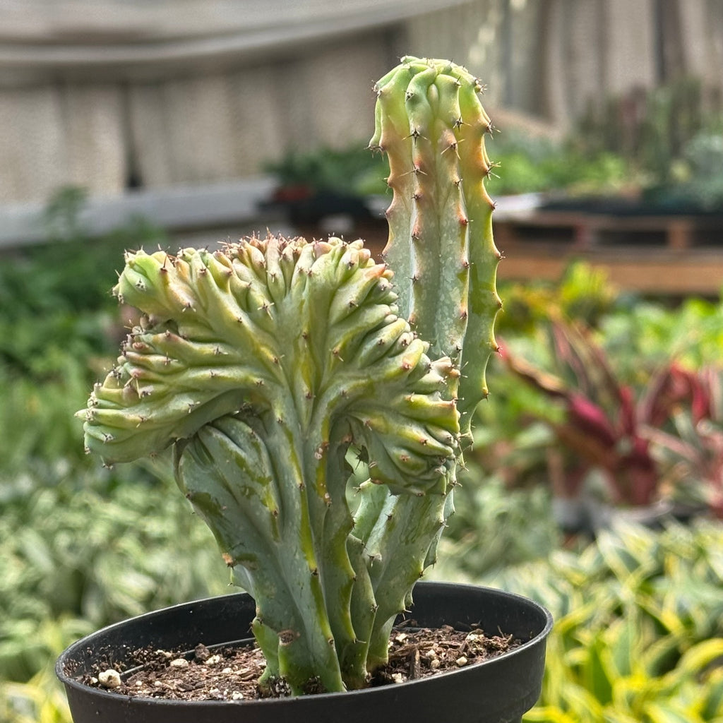 Succulent Euphorbia Lactea 'Mermaid Tail' - Garden Gets