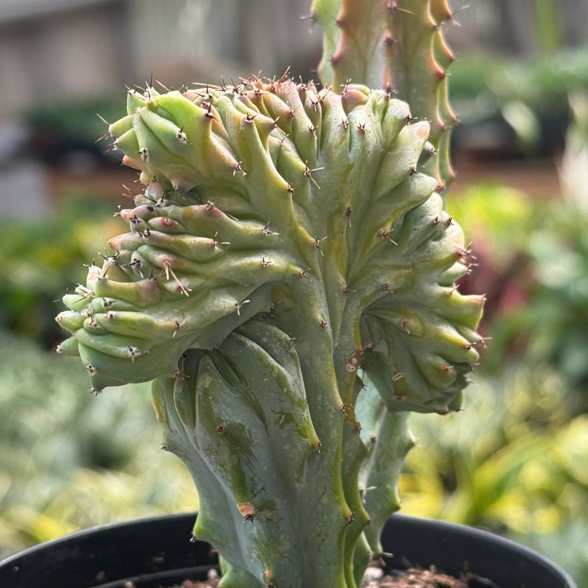 Succulent Euphorbia Lactea 'Mermaid Tail' - Garden Gets