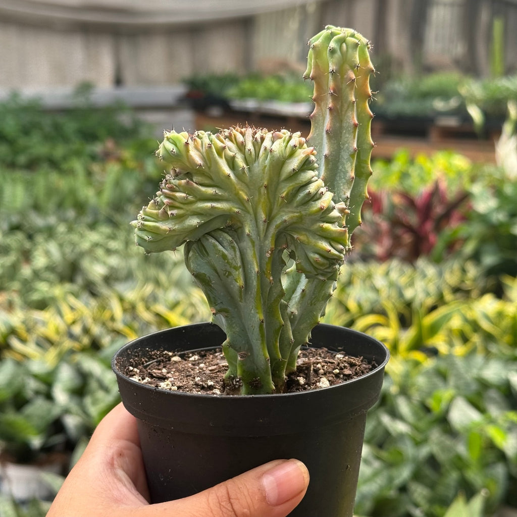Succulent Euphorbia Lactea 'Mermaid Tail' - Garden Gets