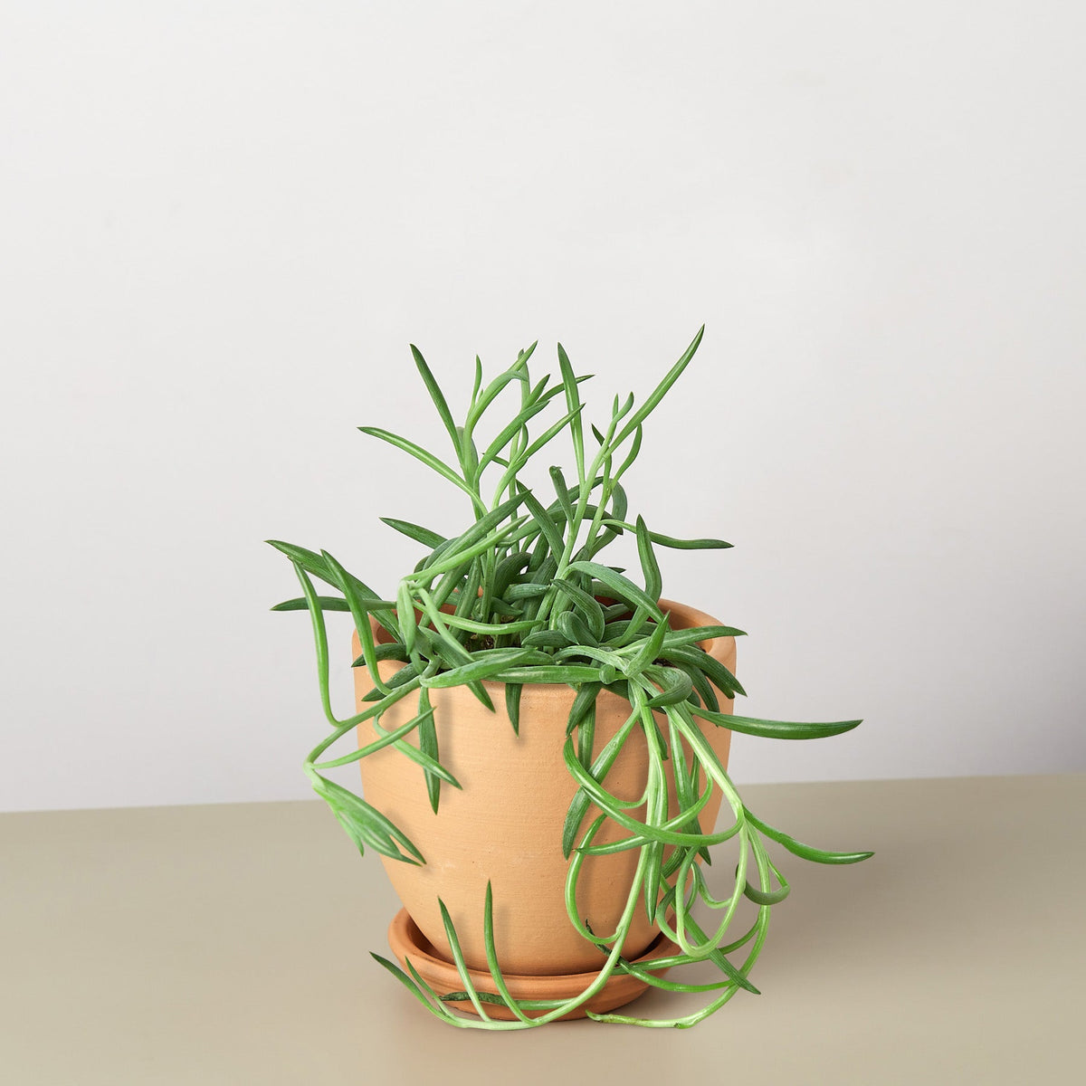 Succulent Senecio Succulent 'Fish Hooks' - Garden Gets