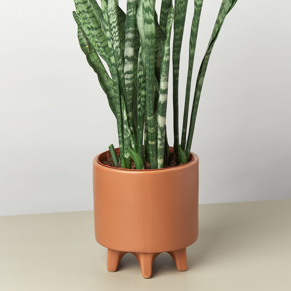 Stone Footed Planter - 6.5 Inch - Garden Gets