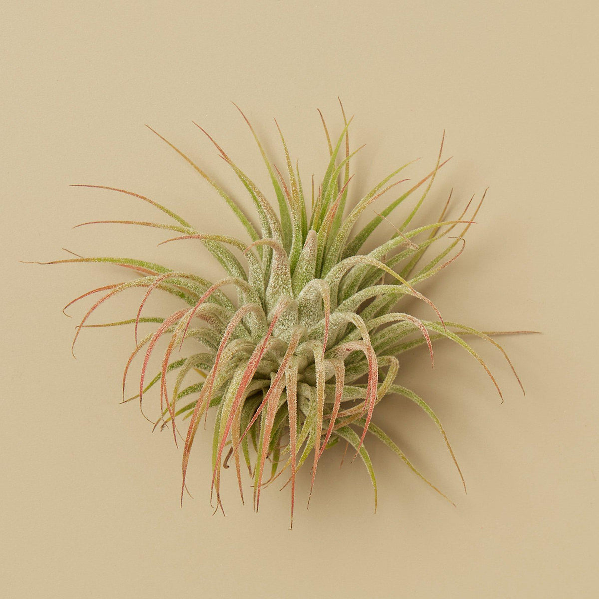 3 Ionantha Guatemala Air Plants - 2 Inch - Garden Gets