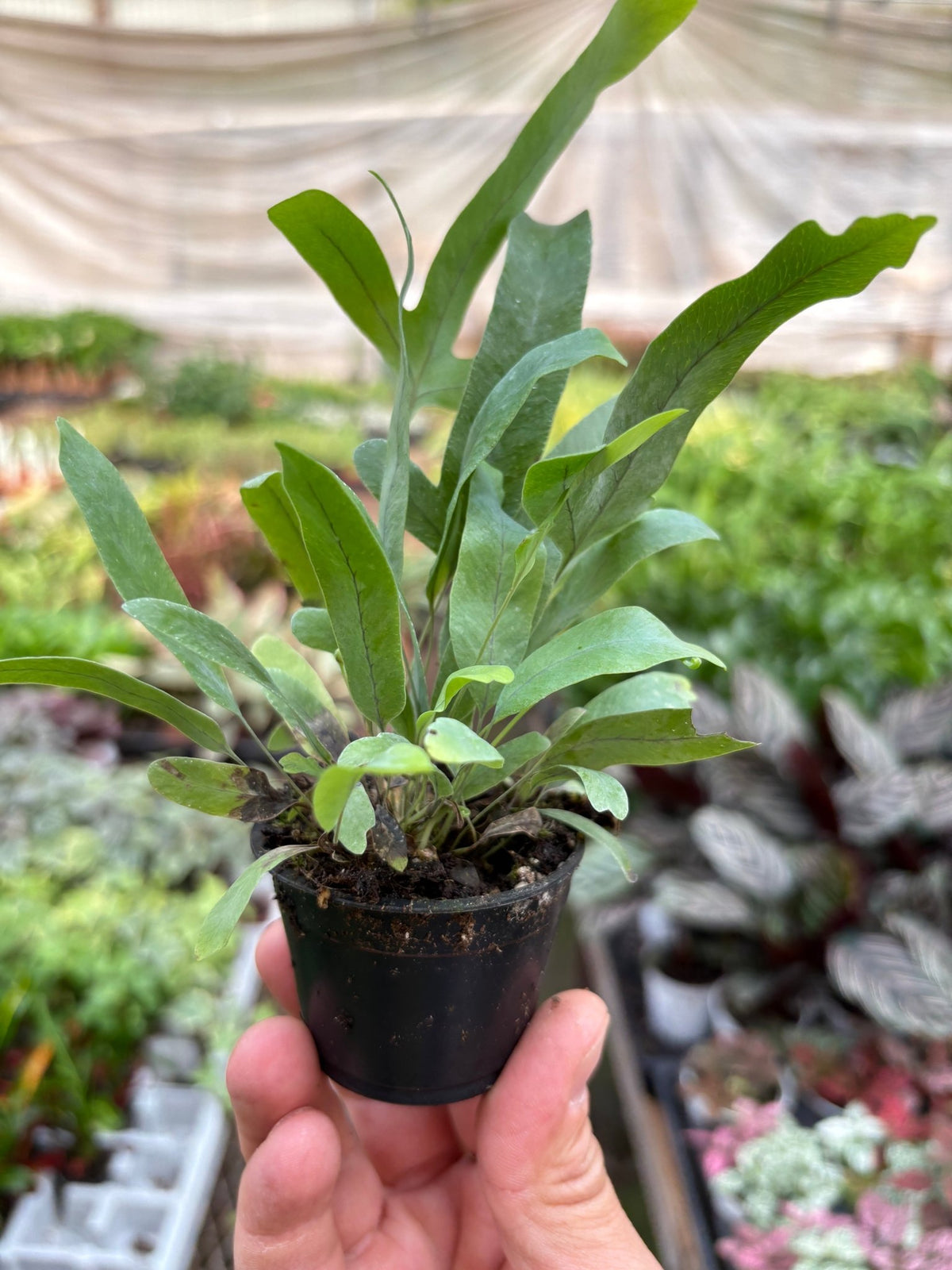 Fern 'Blue Star' - Garden Gets
