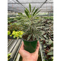 Aralia Bianca - Garden Gets