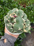 Saxifraga Tricolor - Garden Gets