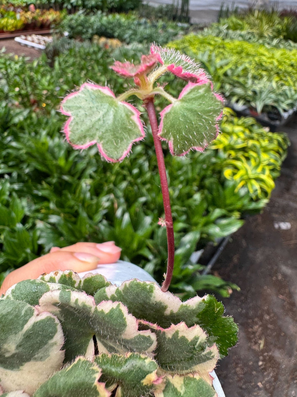 Saxifraga Tricolor - Garden Gets
