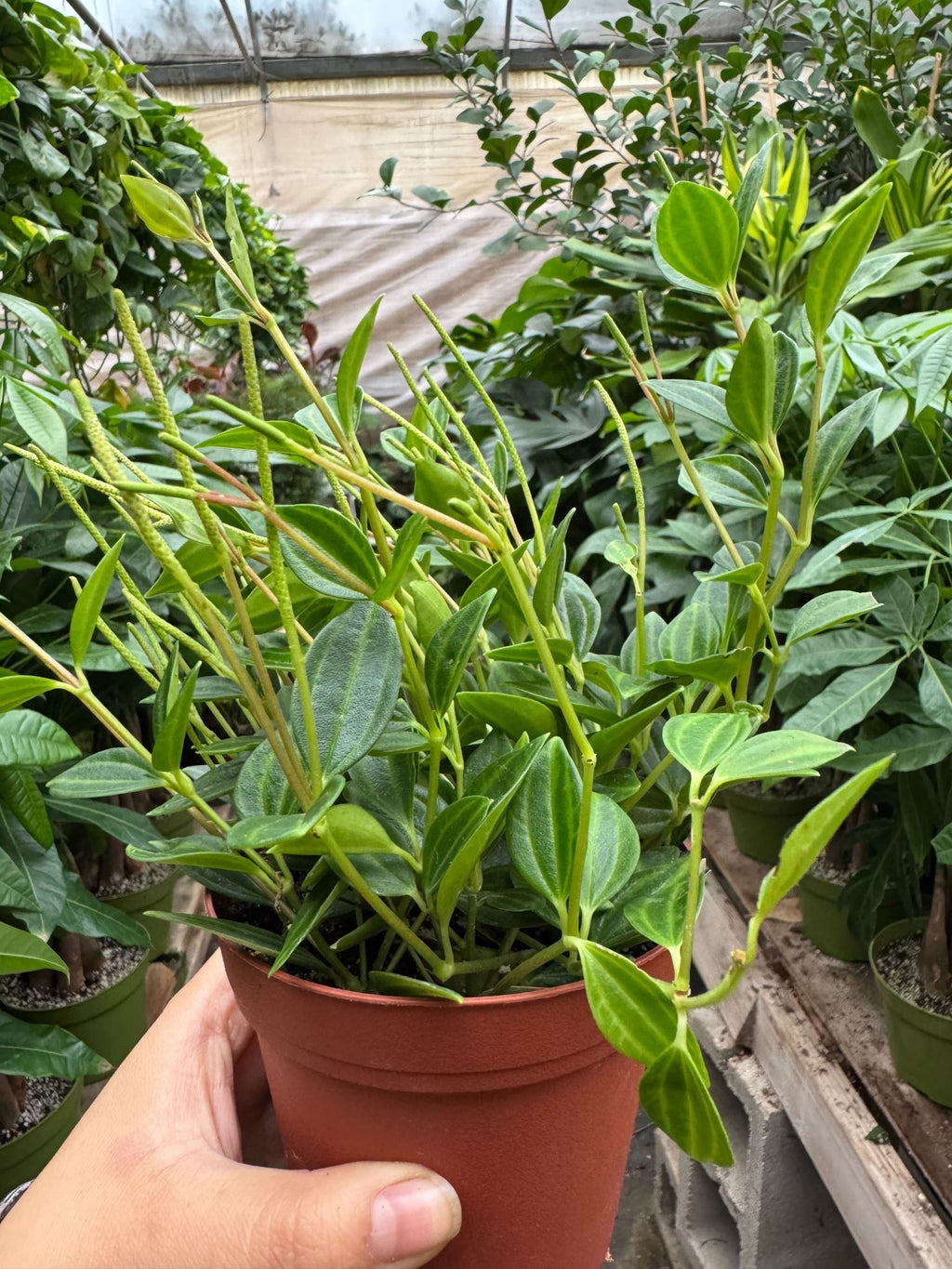 Peperomia 'Angulata' - Garden Gets