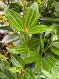 Peperomia 'Angulata' - Garden Gets