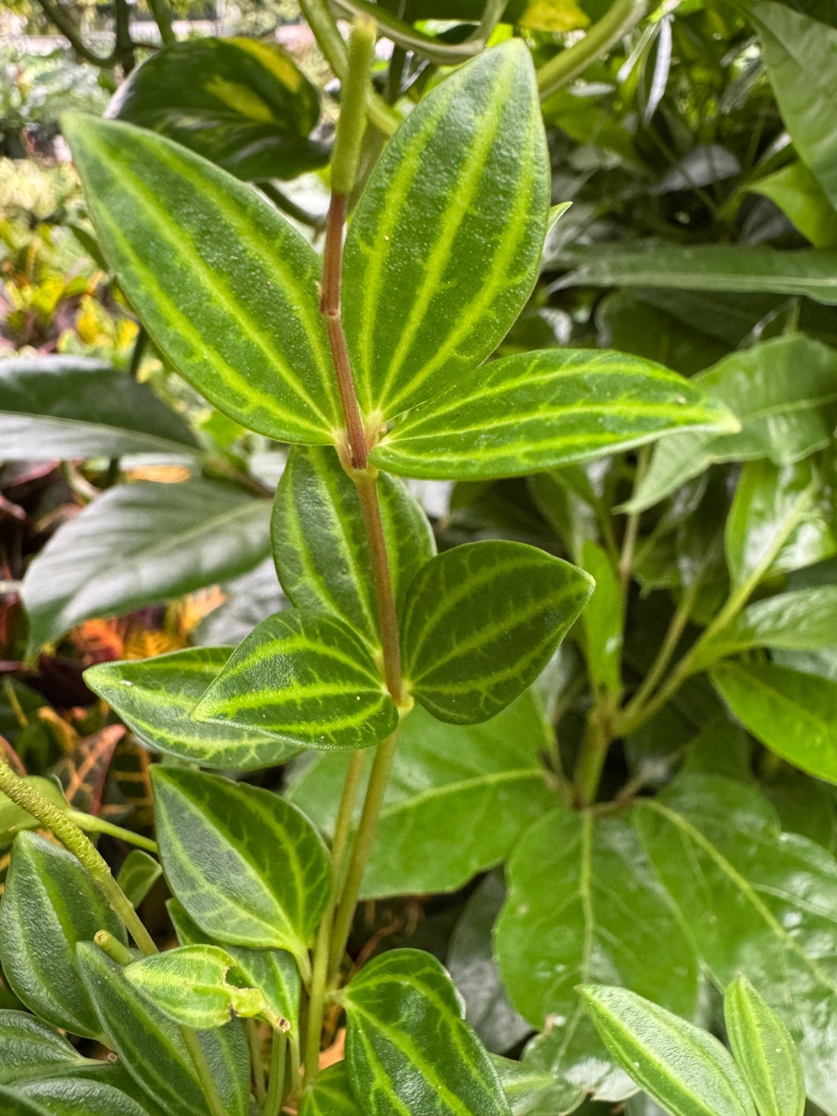 Peperomia 'Angulata' - Garden Gets