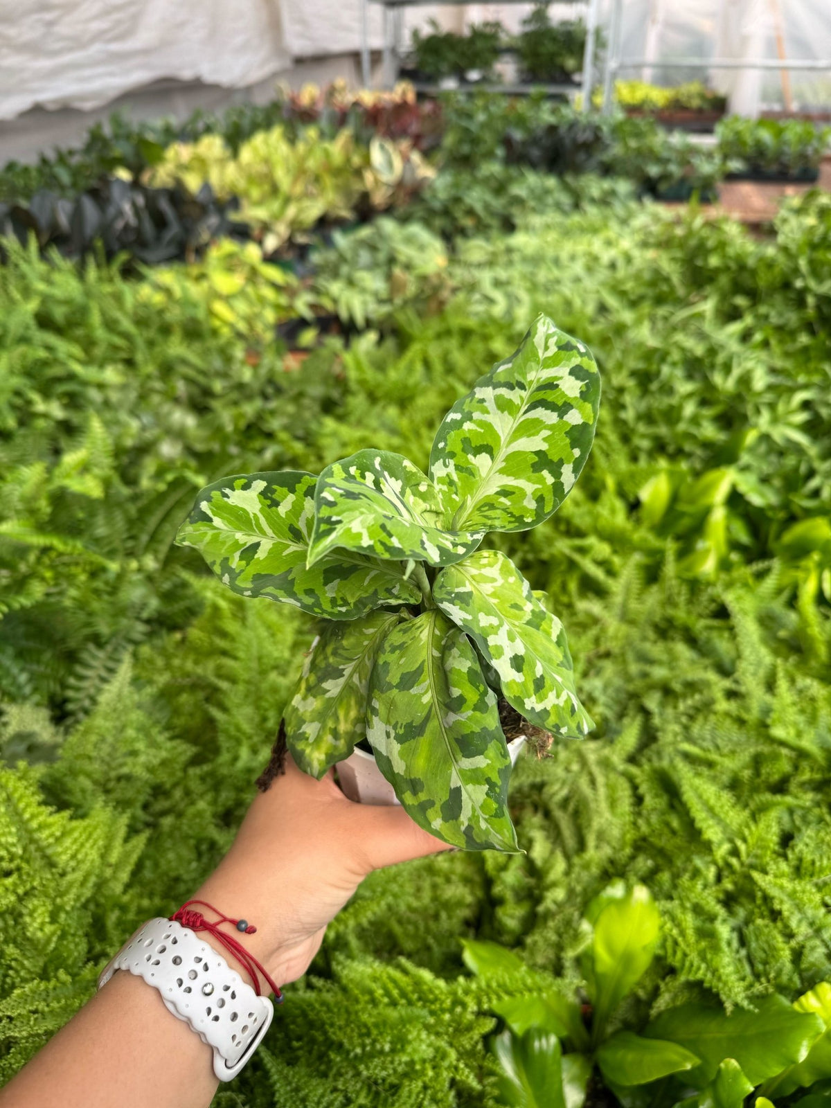 Chinese Evergreen Pictum Tricolor - Garden Gets