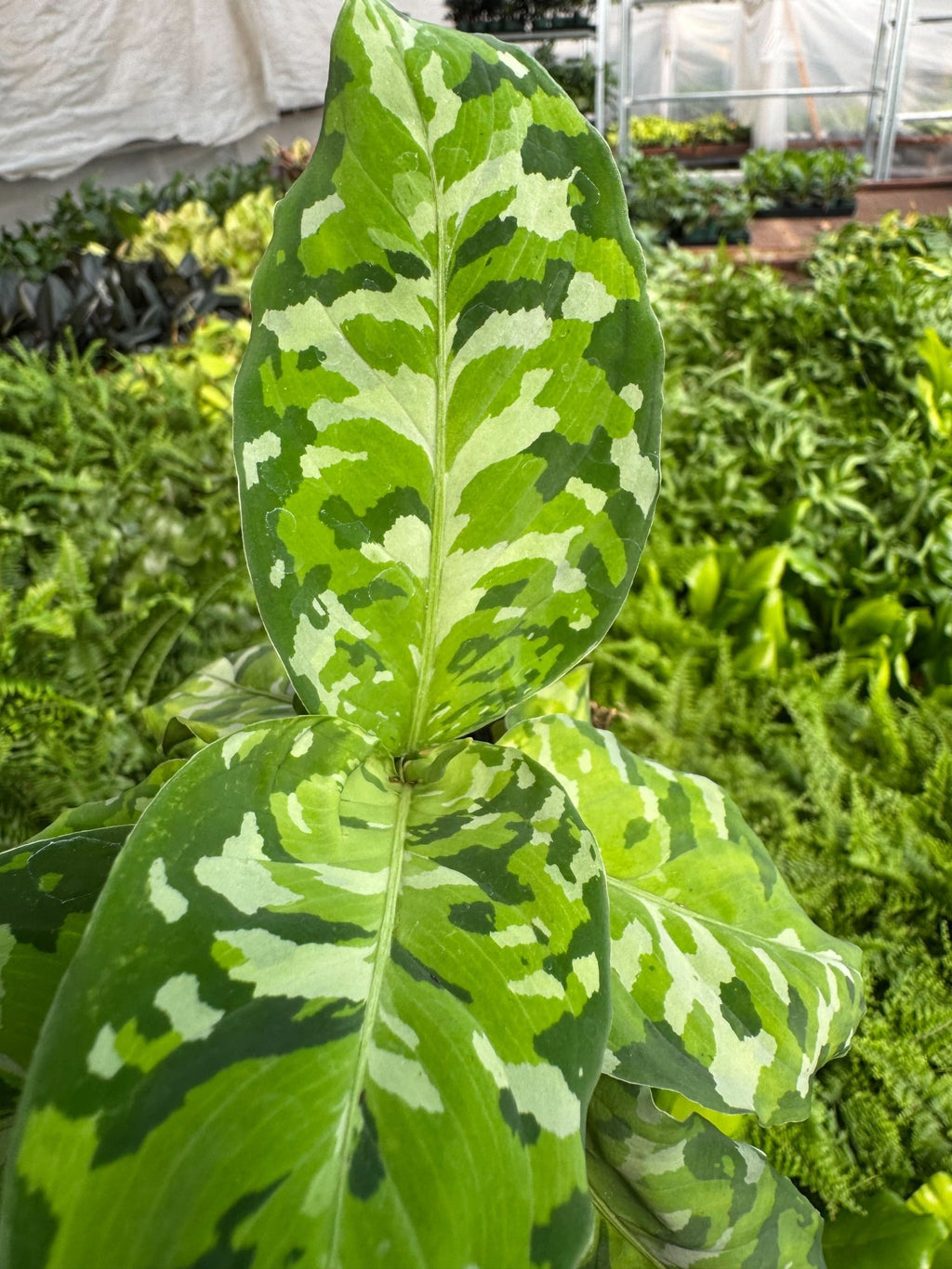 Chinese Evergreen Pictum Tricolor - Garden Gets
