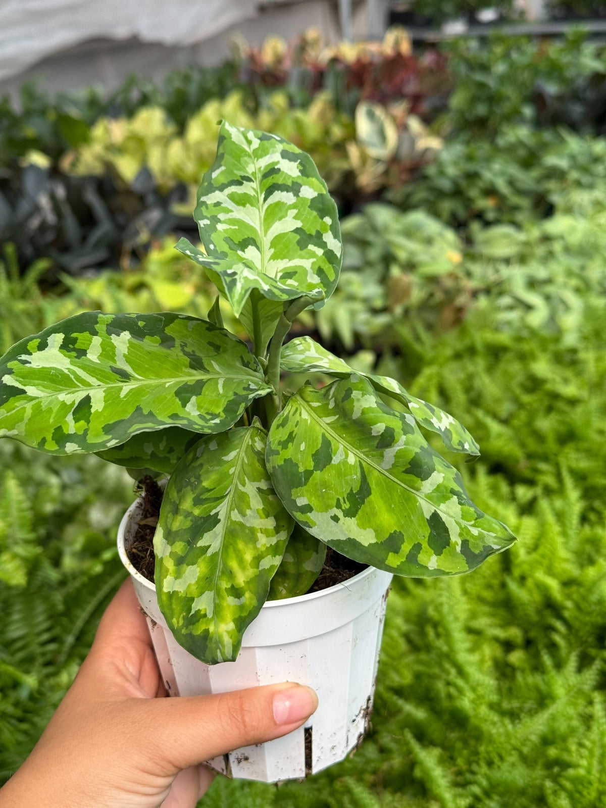 Chinese Evergreen Pictum Tricolor - Garden Gets